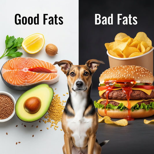 Good Fats vs. Bad Fats: Understanding Omega Fatty Acids for Dogs