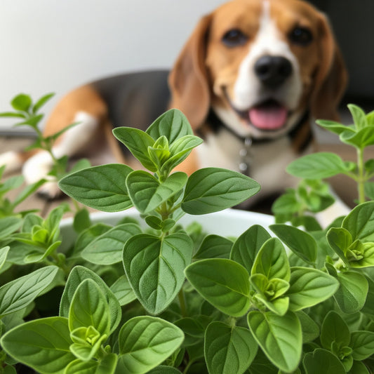 Ingredient Deep Dive: Oregano
