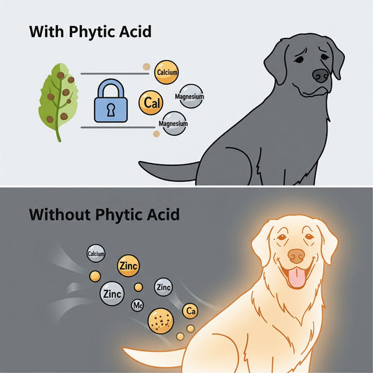 Phytic Acid in Dog Food: The "Anti-Nutrient" You Need to Know About